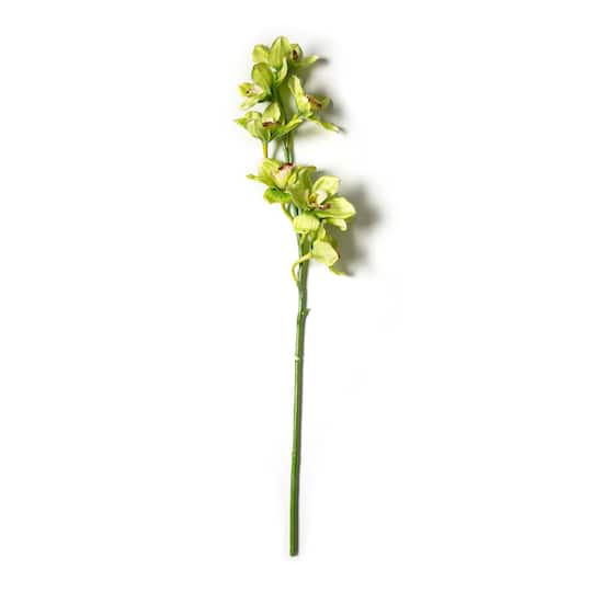 Tropical Cymbidium Stem by Ashland
